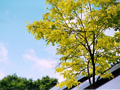 障害者雇用