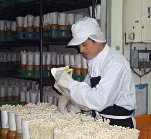 障害者雇用