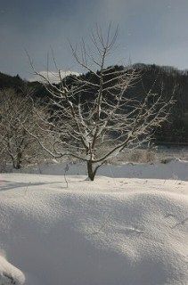 障害者雇用